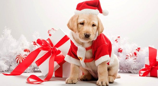 Regalare un cane a Natale: 4 motivi per non farlo ZampeFelici