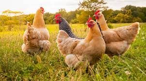 Il 60% delle galline italiane vivono libere Il 60% delle galline italiane vivono libere