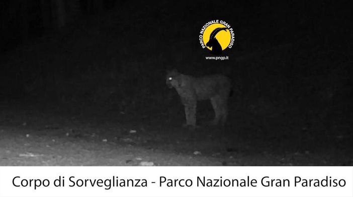 Il ritorno del fantasma dei boschi: la lince avvistata nel Parco del Gran Paradiso