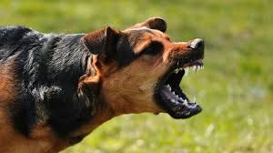 Cani in condominio: Pugno di Ferro per latrati e maltrattamenti Cani in condominio: Pugno di Ferro per latrati e maltrattamenti