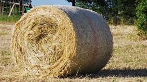 Rotoballe pentastellate valdostane per aiutare allevatori Amatrice