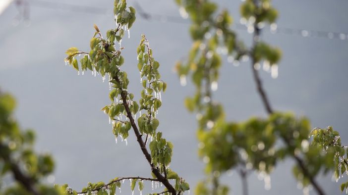 Danni da gelo, aperte domande per accedere agli aiuti del Fondo di solidarietà nazionale