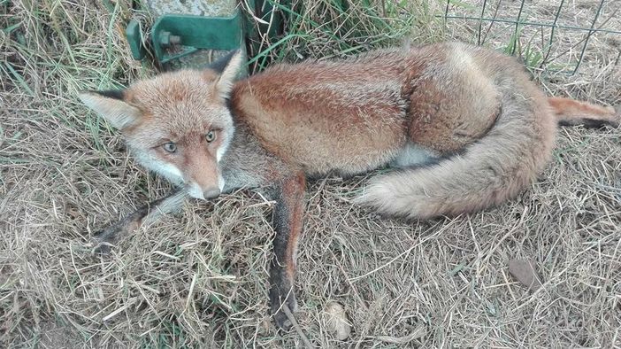 Foto repertorio Foto repertorio