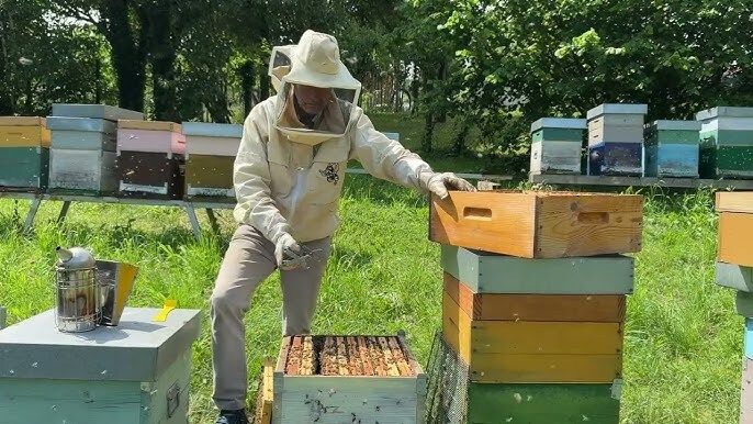 Nomine di competenza regionale: aperta la candidatura per il Consiglio direttivo del Consorzio apistico