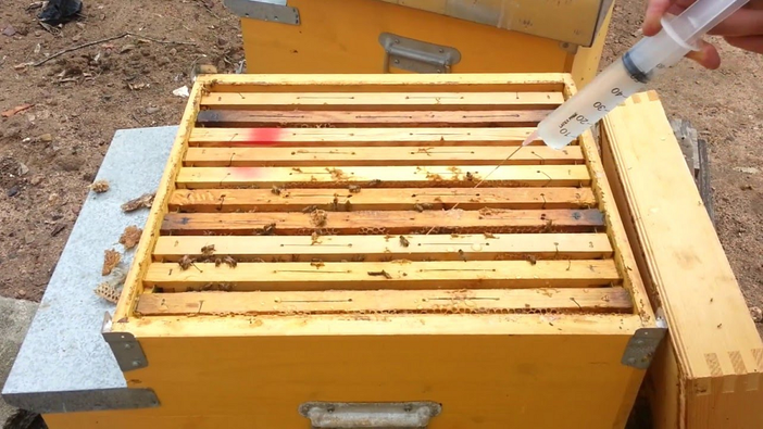 Al via domande contributo apicoltori Al via domande contributo apicoltori