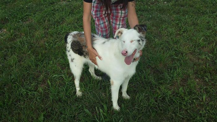 ENVIRONNEMENT: Atlas du Mont-Blanc présenté au public ENVIRONNEMENT: Atlas du Mont-Blanc présenté au public