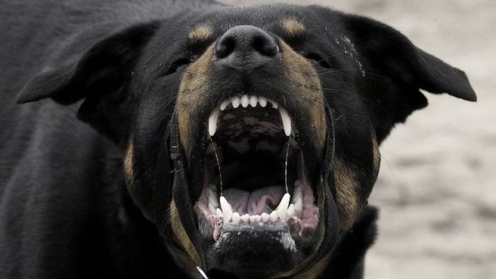 Come evitare che il cane ci aggredisca:  da novembre in tutt'Italia i primi corsi di Educazione Cinofilia Anti Aggressione