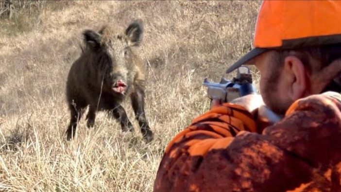 Legambiente chiede di vietare per tre anni caccia al cinghiale collettivamente Legambiente chiede di vietare per tre anni caccia al cinghiale collettivamente