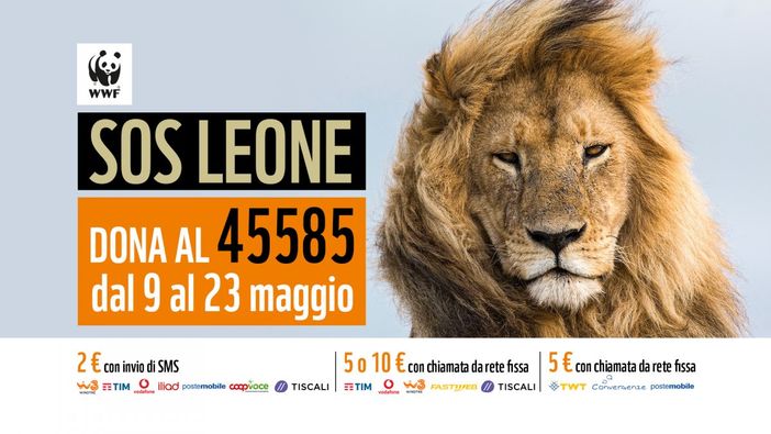 FACCIAMO TUTTI LA PARTE DEL LEONE: DAL 9 AL 23 MAGGIO DONA AL 45585 E AIUTERAI IL WWF A RADDOPPIARE IL NUMERO DI LEONI ENTRO IL 2050 FACCIAMO TUTTI LA PARTE DEL LEONE: DAL 9 AL 23 MAGGIO DONA AL 45585 E AIUTERAI IL WWF A RADDOPPIARE IL NUMERO DI LEONI ENTRO IL 2050