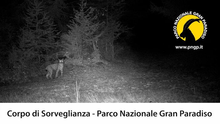 AVVISTATA UNA LINCE NEL PARCO NAZIONALE GRAN PARADISO