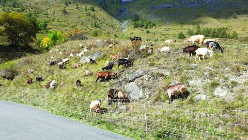 Lupo in Piemonte, il wwf contesta le dichiarazioni del presidente delle aree protette delle Alpi Cozie
