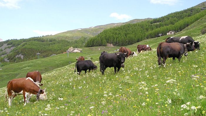 Proseguono le attività per il miglioramento della razza valdostana Proseguono le attività per il miglioramento della razza valdostana