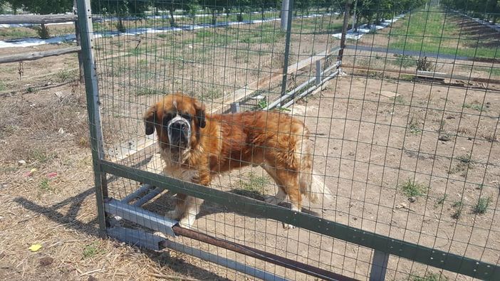 Stupendo sanbernardo maschio cerca famiglia amorevole