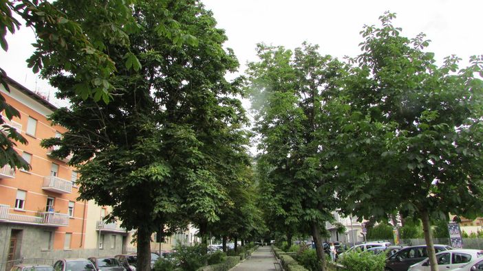 AOSTA CAPITALE: La foresta di viale della Pace