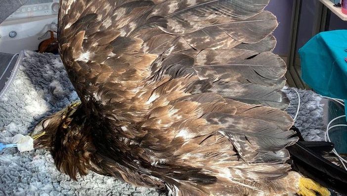 Guardaparco Gran Paradiso salvano un’aquila reale
