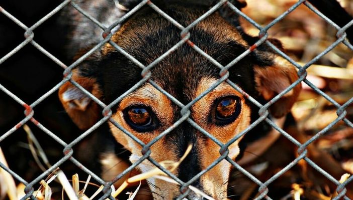 Caos e confusione: nessun documento spiega l'esclusione della legge sul benessere animale dal Programma di lavoro 2026 Caos e confusione: nessun documento spiega l'esclusione della legge sul benessere animale dal Programma di lavoro 2026