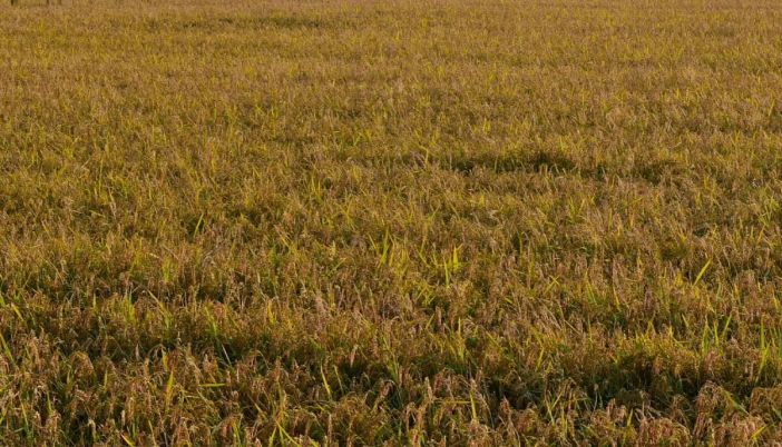 Agricoltura, Assofertilizzanti “Da stop urea rischio perdite fino a 45%”