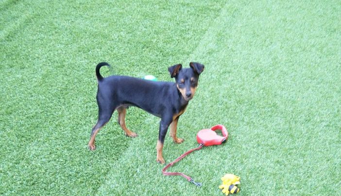 Charlie vittima della violenza di un pitbul e dell'incapaci del proprietaro di gestirlo Charlie vittima della violenza di un pitbul e dell'incapaci del proprietaro di gestirlo