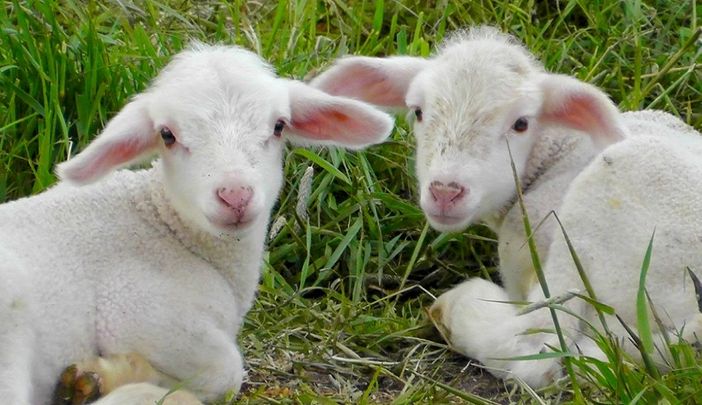 Crolla del 40% la richiesta di carne di agnello