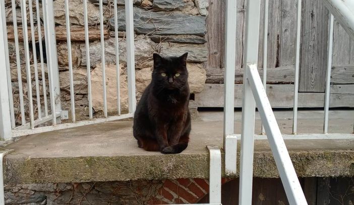 Gatti scomparsi a Cogne, in arrivo il criminologo: indagine tra mistero e paura Gatti scomparsi a Cogne, in arrivo il criminologo: indagine tra mistero e paura