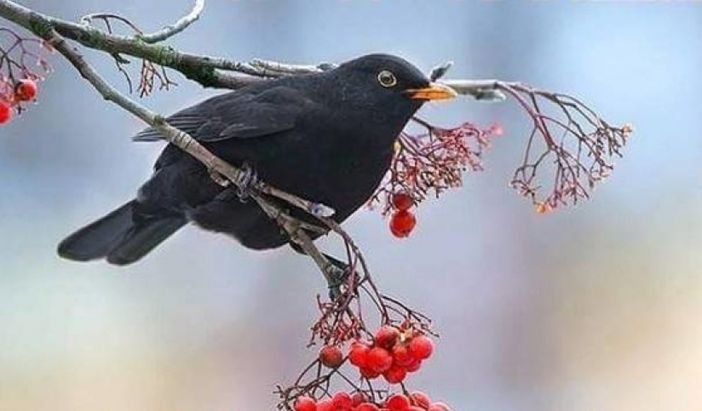 Giorni della merla con il caldo, sfatata tradizione e l’orso continua a dormire