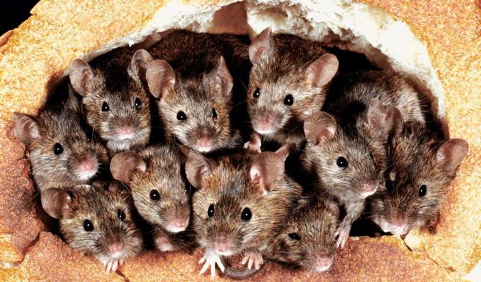 Domani Topa Day 2021, In Italia vivono 240 milioni di ratti e topi Domani Topa Day 2021, In Italia vivono 240 milioni di ratti e topi