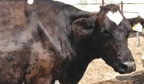 Foto di repertorio Foto di repertorio