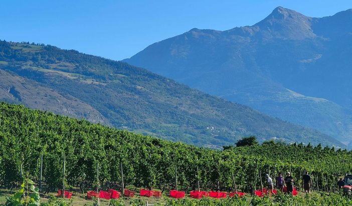 Uve di qualità eccezionale