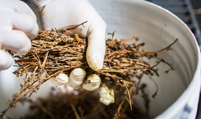Liquori di eccellenza della Valle d’Aosta