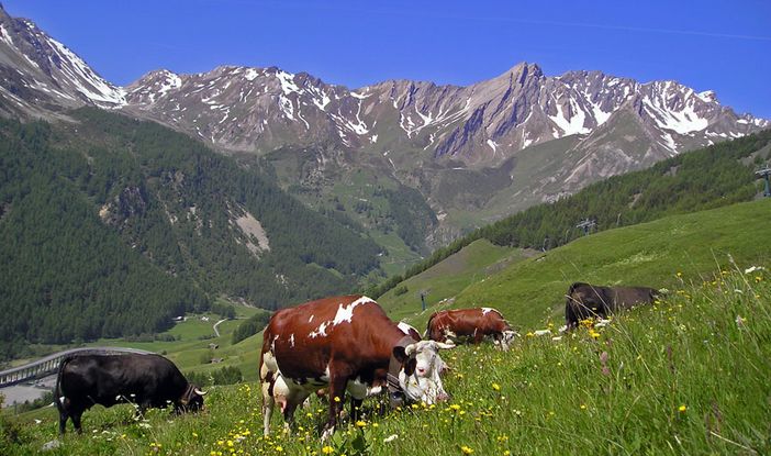 Non può esserci contrasto tra agricoltura e ambiente. Agricoltori prime vittime cambiamenti climatici