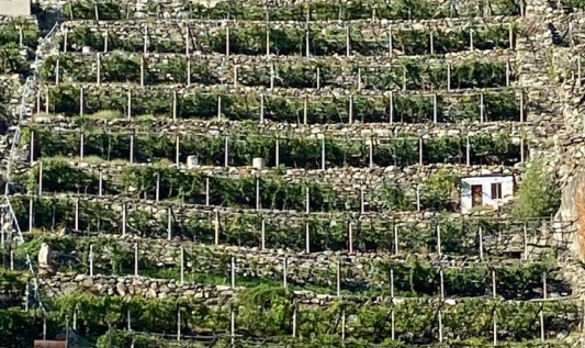 Viticoltura: aperte le iscrizioni per il 34° "Mondial des Vins Extrêmes" 2026 Viticoltura: aperte le iscrizioni per il 34° "Mondial des Vins Extrêmes" 2026
