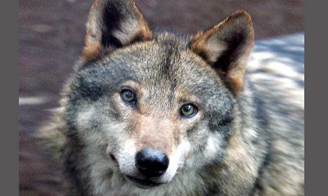 Lav, 'ricatto da Regioni per riaprire caccia a lupi e orsi'