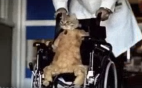 foto repertorio foto repertorio