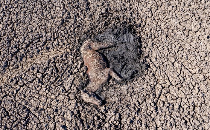 La Terra non si sta riscaldando: sta bruciando.