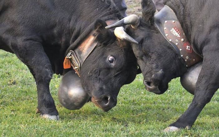 Batailles de Reines: Tutto pronto per il  68° Concours Régional