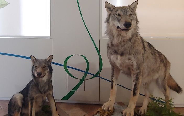 L'Unione Europea indebolisce la protezione del lupo L'Unione Europea indebolisce la protezione del lupo