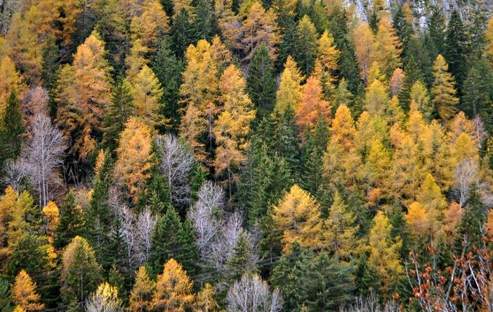 A La Salle l'assessore Chatrian spiega politiche valorizzazione del patrimonio boschivo valdostano A La Salle l'assessore Chatrian spiega politiche valorizzazione del patrimonio boschivo valdostano