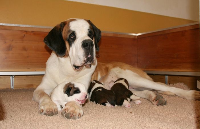 Tre splendidi cuccioli di San Bernardo Tre splendidi cuccioli di San Bernardo