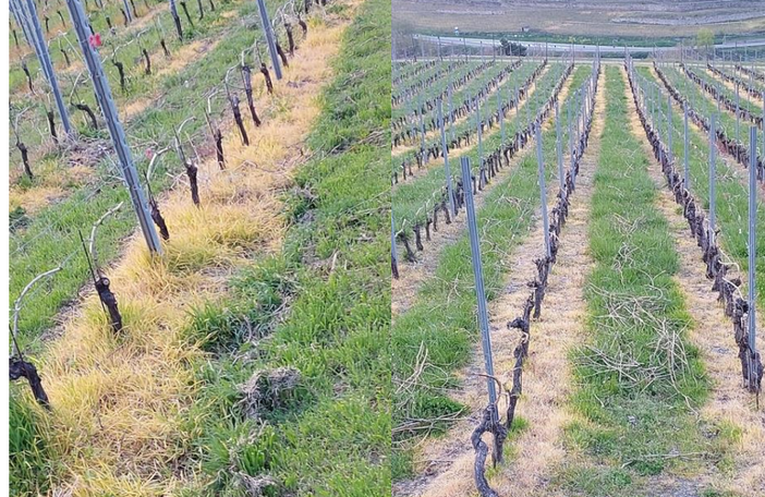 Glifosato: Carrel non parla, il Consiglio tace. E intanto la Valle si ingiallisce