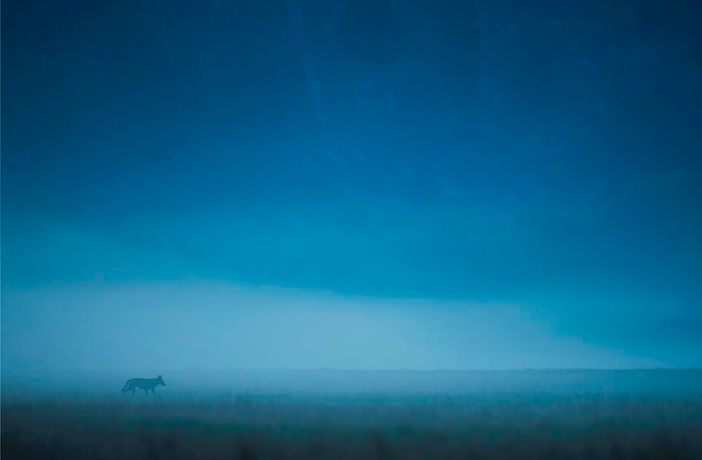 L'immagine con cui Gianluca Damiani ha vinto L'immagine con cui Gianluca Damiani ha vinto