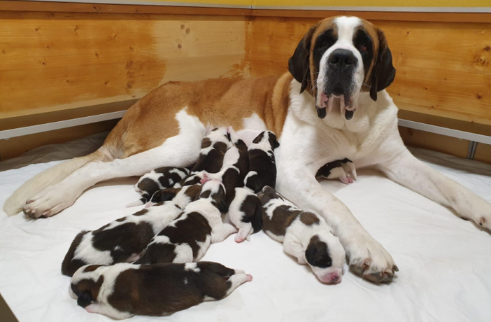 Il Natale regala dieci cuccioli di San Bernardo a Martigny