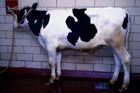 La Lumpy Skin Disease preoccupa anche la Valle d’Aosta