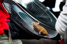 VIDEONOTIZIA: CURIOSITA': Criceti al volante per la sterzatura dinamica Volvo