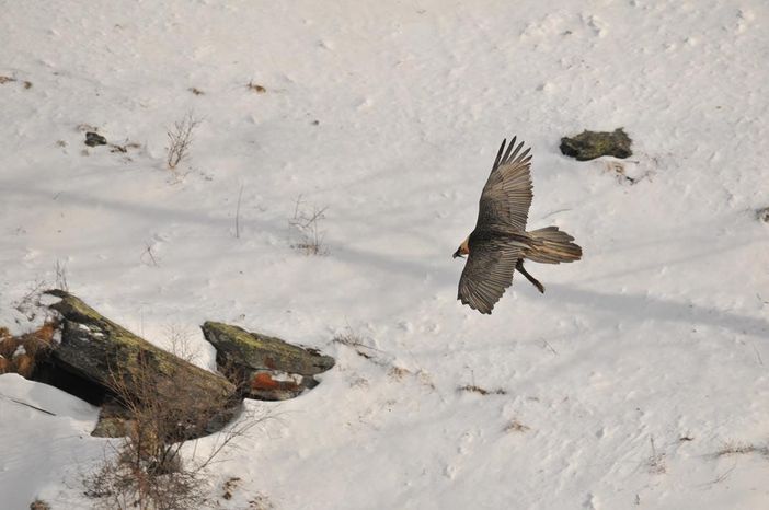 Istituita una zona a tutela della nidificazione del gipeto in Valnontey, Istituita una zona a tutela della nidificazione del gipeto in Valnontey,