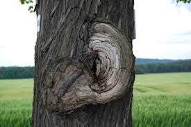 GOSSIP POST ELETTORALE: Rumors dalle piazze Deffeyes e Chanoux GOSSIP POST ELETTORALE: Rumors dalle piazze Deffeyes e Chanoux