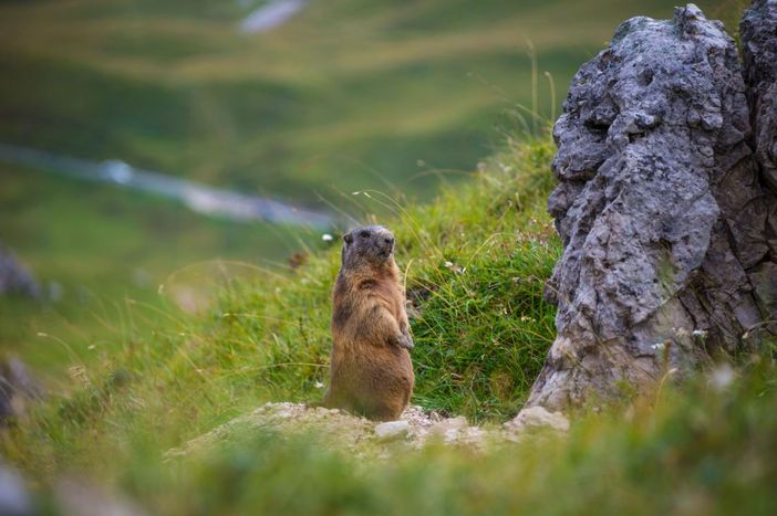 La marmotta, simbolo dell'iniziativa del Gran Paradiso Film Festival