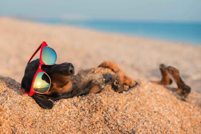 Le regole per portare i cani anche in spiaggia Le regole per portare i cani anche in spiaggia