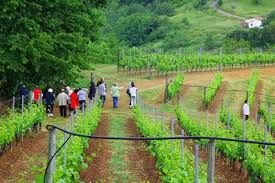 Domenica 20 giugno anche in Valle d'Aosta Cantine Aperte Domenica 20 giugno anche in Valle d'Aosta Cantine Aperte
