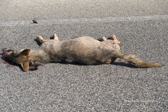 La carcassa di un lupo (fonte italianwildwolf.com)