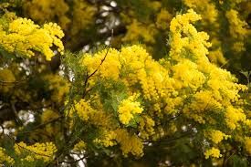 Tutti i giorni devono essere 8 MARZO